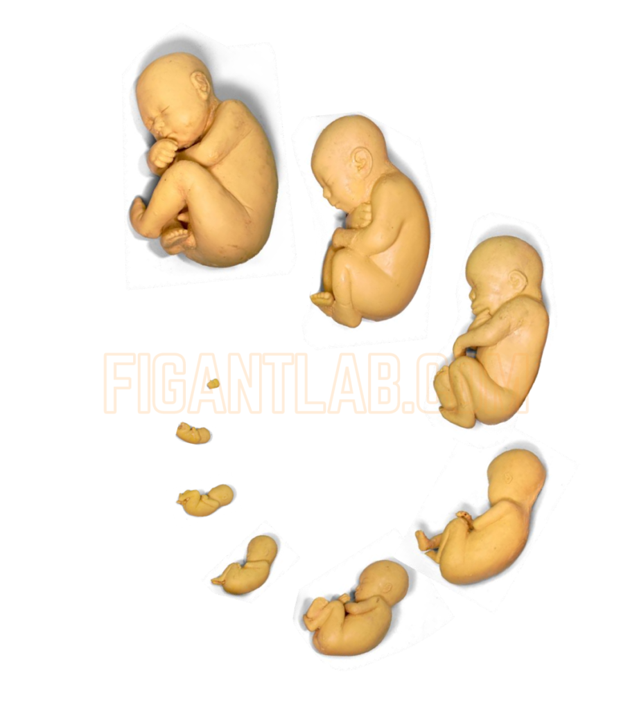 FIGURE perkembangan fetus di dalam kandungan