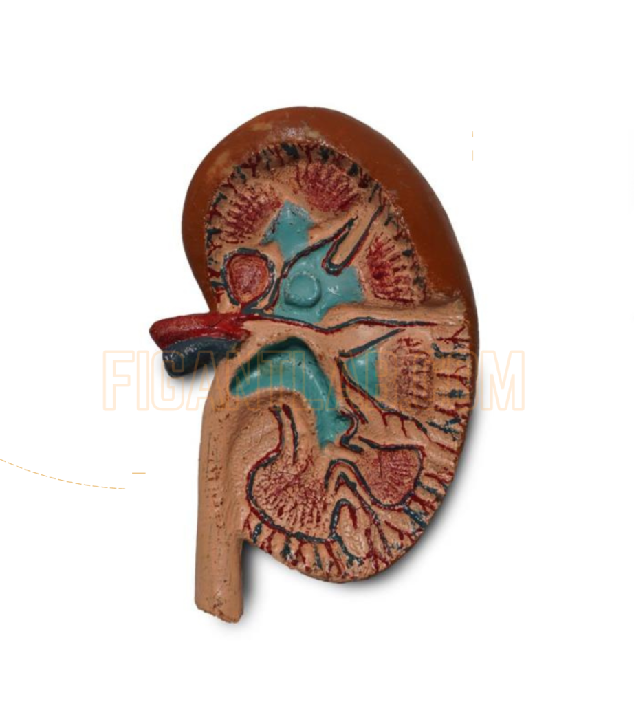 Figure Belahan Organ Ginjal